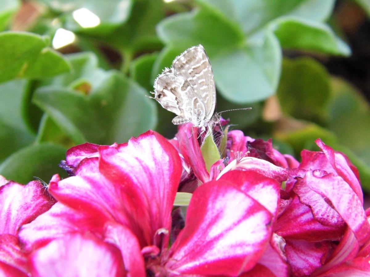 Bed & Breakfast Bea's Tavira