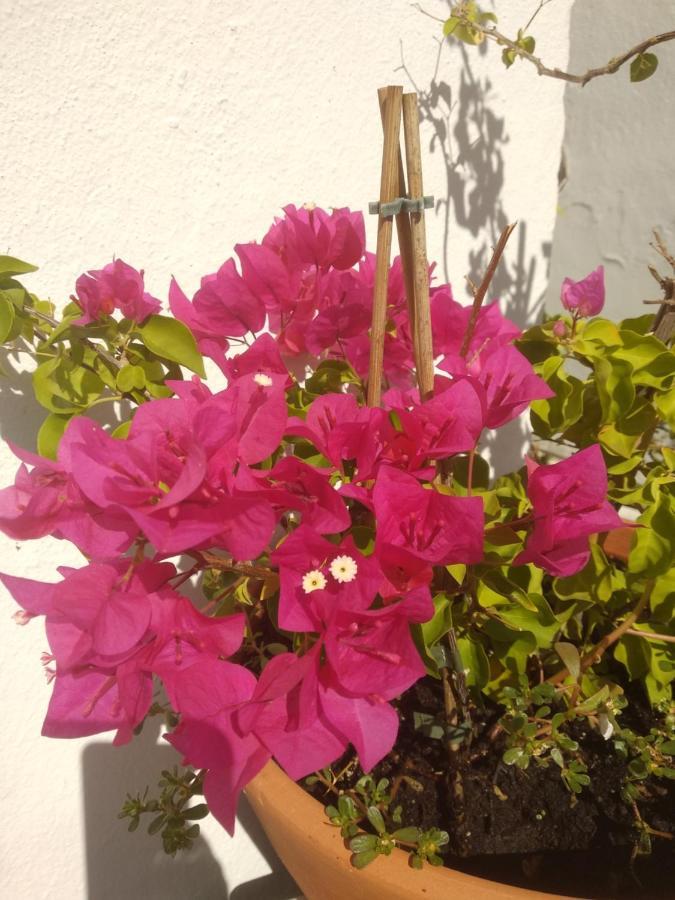 Bea's Tavira